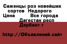 Саженцы роз новейших сортов. Недорого. › Цена ­ 350 - Все города  »    . Дагестан респ.,Дербент г.